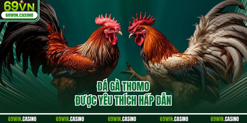 Đá gà Thomo được yêu thích hấp dẫn
