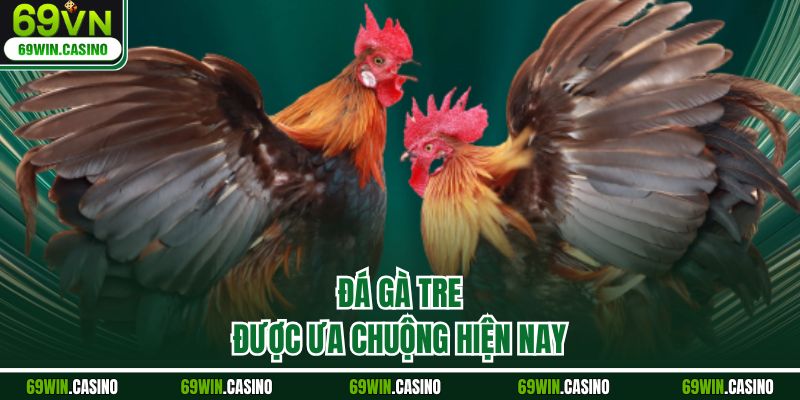 Đá gà tre được ưa chuộng hiện nay